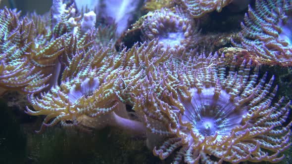 Corals in marine aquarium. Sea anemone in manmade aquarium