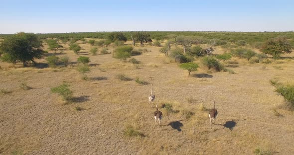 Aerial drone view of a herd of ostriches wild animals in a safari in Africa plains. alt
