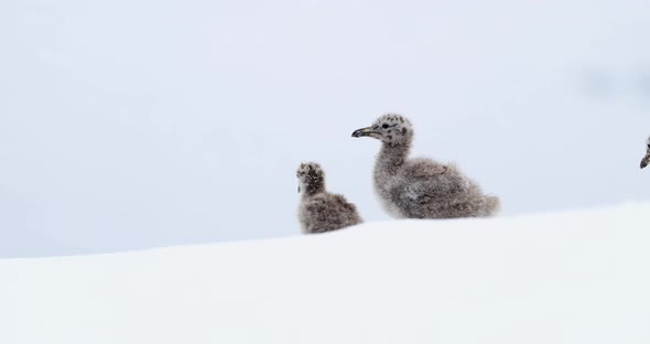 Young birds in deep snow, Cuverville Island, Antarctica