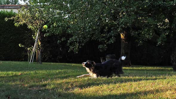 980133 Border Collie Dog walking on Grass, Playing Ball, Slow motion alt