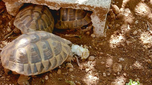 Tortoise hiding in the holes, Hard tortoise shell. Tortoise feeding outside the hiding hole alt
