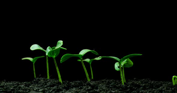 Growing Green Cucumber Plant Time Lapse. Timelapse Seed Growing, Closeup Nature Agriculture Shoot alt