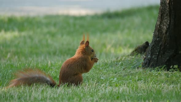 Squirrel eating in the grass