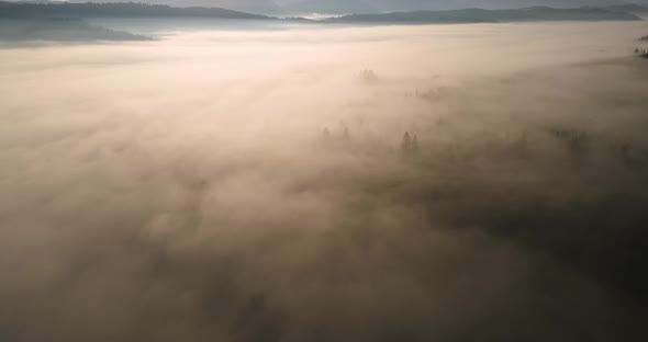Thick Fog Covered The Pine Forest. Dawn In The Carpathians