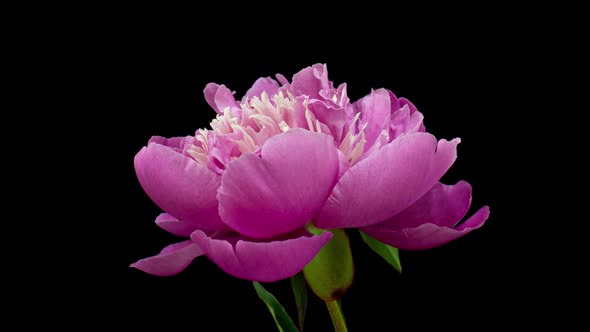 Timelapse of Pink Peony Flower Blooming on Black Background. Blooming Peony Open, Close-up. Wedding alt