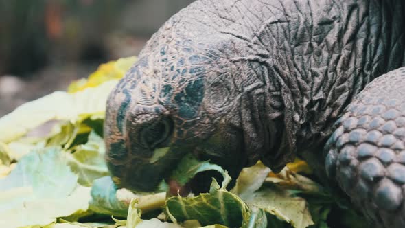 Huge Aldabra Giant Tortoise Eats Green Leaves in the Reserve Zanzibar Africa alt