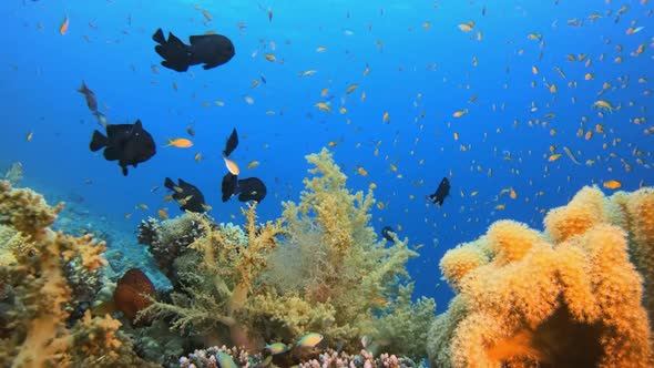 Marine Life Fish Scene alt