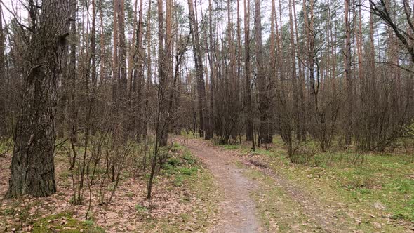 Small Road in the Forest During the Day alt