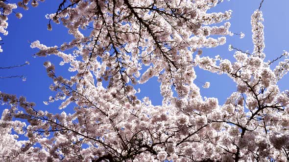 Garden Apricot Blossoming Tree with Flowers on Blue Sky Slow Motion Springtime alt