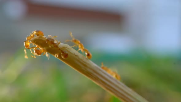 A macro close up of a lot of ants walking up a blade of grass and grouping at the edge and walking a alt