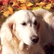 Portrait of a Beautiful Golden Retriever in Fallen Autumn Foliage - VideoHive Item for Sale
