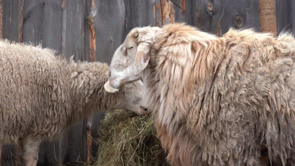 Sheep Eat Hay in a Farm Yard Near a Wooden Barn alt