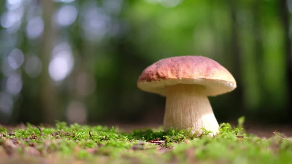 White Mushroom in Summer Forest