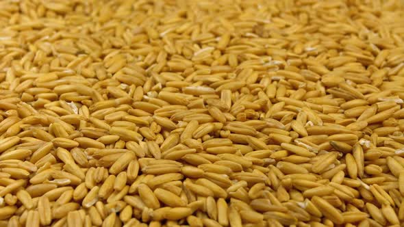 Grains of Raw Oat Groats Rotate Close-up alt