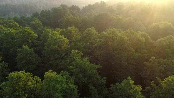Bright Warm Rising Sun Rays Shining Everywhere While Camera Flying Over Tree Tops of Green Forest alt