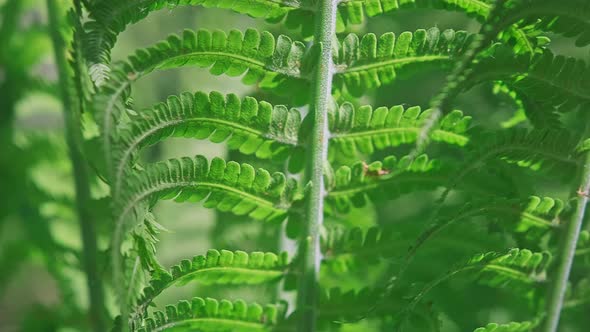 Super Macro of Young Green Fern Leaves