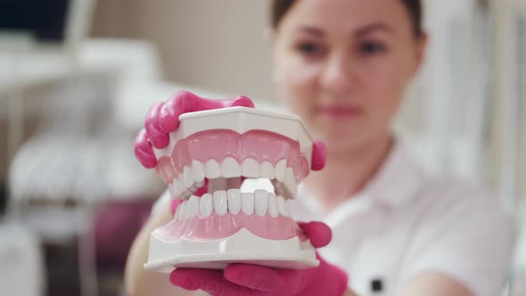 A Dentist Is Holding a Ceramic Model of Teeth and Clapping It, Stock ...