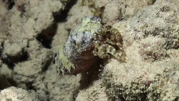 cuttlefish walking over sandy reef at night in the Red Sea alt