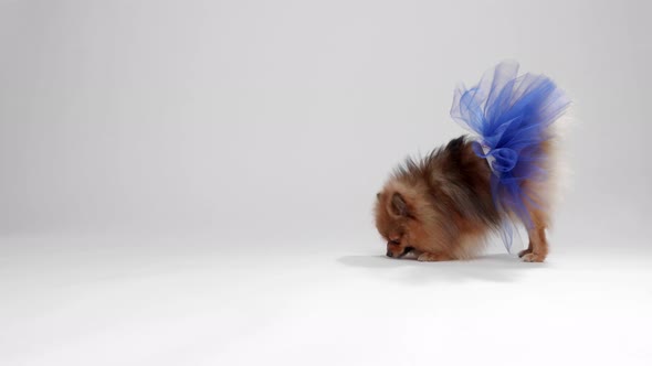 Pomeranian Spitz with a blue skirt