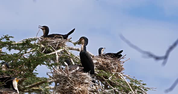 Reed Cormorant or Long-Tailed Cormorant, phalacrocorax africanus, Nesting on the Top of a Tree alt