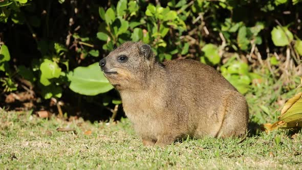 Rock Hyrax In Natural Habitat alt