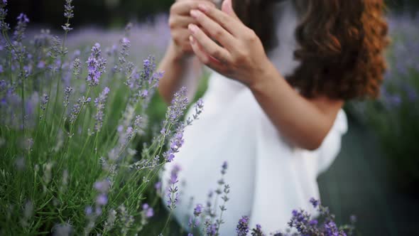 Beautiful Girl Collects Lavender Flowers and Puts Them in a Basket on a Lavender Grove Closeup