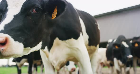 Cows used for biological milk products industry grazing the grass on green lawn alt