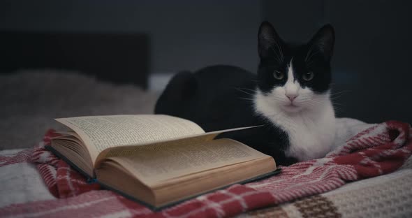 Cat With a Book