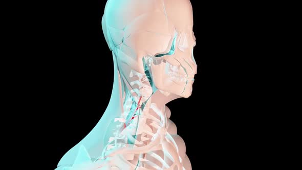 Posterior Scalene Muscles Anatomical Position On Human Body alt