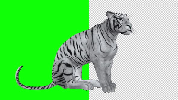 White Tiger - Seating and Roaring Loop - Transparent and Green Screen alt