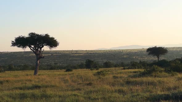 }Beautiful African plains landscape in game reserve safari park in Kenya at sunrise alt