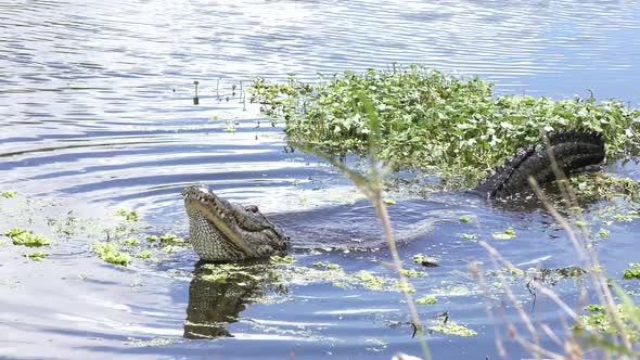 Alligator Mating Call