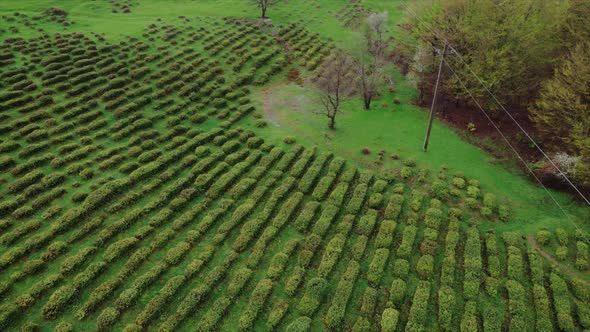 Rows of Tea Trees Growing in Lines on the Hillside in South Korea Tea Trees Growing Densely in the alt