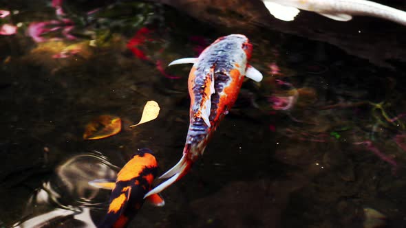 A colorful variety of ornamental Koi-Carp fishes or Kohaku is one of the gosanke, the ‘Big Three’, c alt