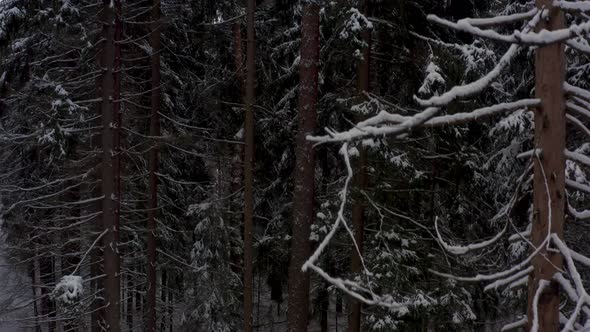 Pine Forest in Winter After Snowfall Closeup