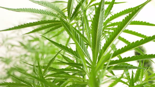The cannabis plant has green leaves for medicinal or culinary purposes. alt