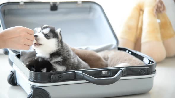 Asian Woman Feeding Milk To Puppy With Syringe alt