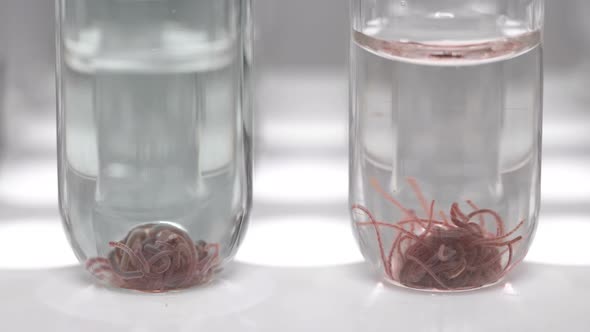 Two Test Tubes in a Lab with a Tubifex Worm alt