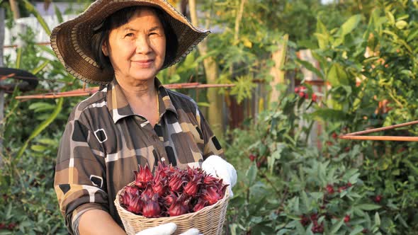 Happy Asian senior farmer harvesting organic fresh red roselle in the farm. alt
