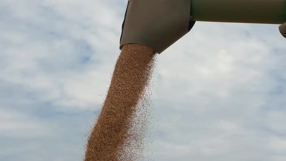 Combine Harvester Unloads Grain of Wheat, Close-up alt
