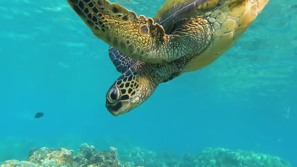 Hawksbill Turtle swims down from catching air from the surface. alt