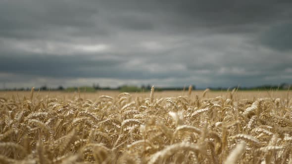 Wheat field blowing tin the wind, daytime. Pan right to left. Dark, moody, blue sky. Bright crop, wi alt