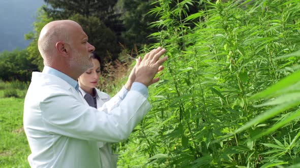 Professional researchers and agronomist checking hemp plants