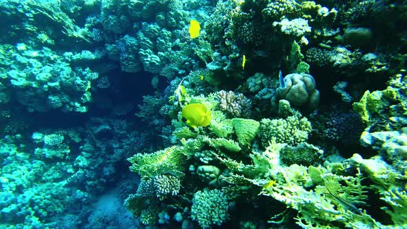 Exotic Butterfly Fish in the Red Sea