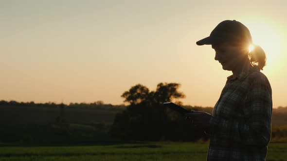 The Silhouette of a Farmer Walks Along a Wheat Field with a Tablet in His Hand alt