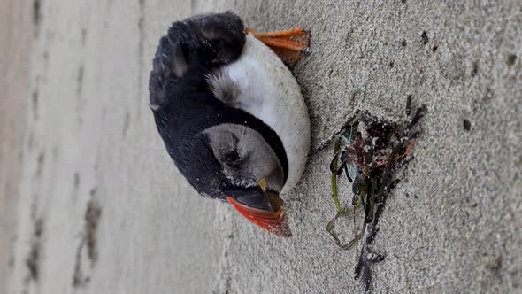 Dying Atlantic Puffin Stranded on Portnoo Beach in County Donegal  Ireland alt