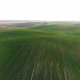Flight Over the Spring Field Sown with Soybeans - VideoHive Item for Sale