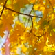 Colorful Leaves In The Fall With A Sunflare - VideoHive Item for Sale