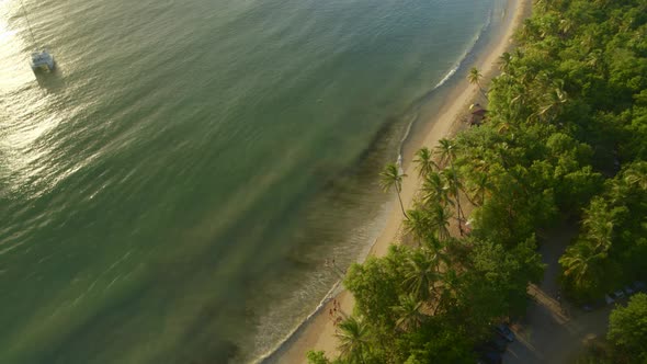 Aerial of green palm trees on coastline of a beautiful sea alt
