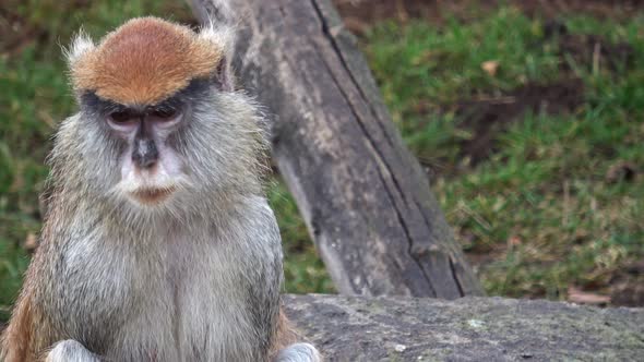 The patas monkey (Erythrocebus patas), also known as the wadi monkey or hussar monkey